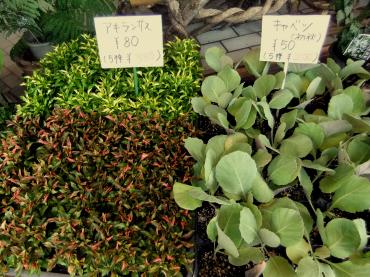 キャベツとアキランサス｜「ポピー」　（京都府八幡市の花キューピット加盟店 花屋）のブログ