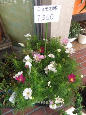 秋の苗物入荷｜「ポピー」　（京都府八幡市の花キューピット加盟店 花屋）のブログ
