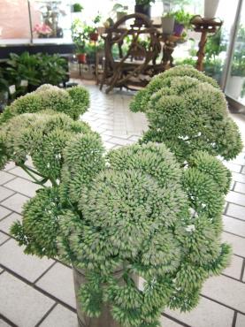 ベンケイ草とミシマサイコ｜「ポピー」　（京都府八幡市の花キューピット加盟店 花屋）のブログ