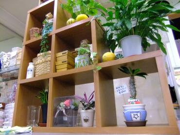 棚を新しくしてみました。｜「ポピー」　（京都府八幡市の花キューピット加盟店 花屋）のブログ