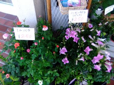 本日は敬老の日＆お彼岸の入り｜「ポピー」　（京都府八幡市の花キューピット加盟店 花屋）のブログ