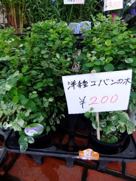 洋種コバンの木｜「ポピー」　（京都府八幡市の花キューピット加盟店 花屋）のブログ