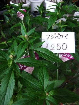 昨日入荷の秋の苗物たち｜「ポピー」　（京都府八幡市の花キューピット加盟店 花屋）のブログ