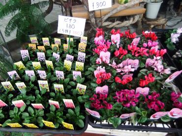 ビオラとガーデンシクラメン入荷｜「ポピー」　（京都府八幡市の花キューピット加盟店 花屋）のブログ