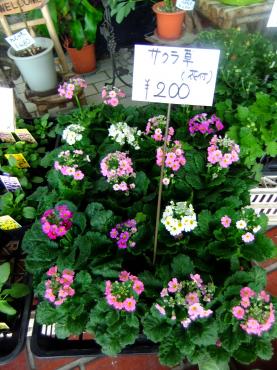 サクラソウ（花付）（お買い得情報も）｜「ポピー」　（京都府八幡市の花キューピット加盟店 花屋）のブログ
