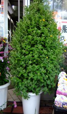 菊ツリーと鉢物情報｜「ポピー」　（京都府八幡市の花キューピット加盟店 花屋）のブログ