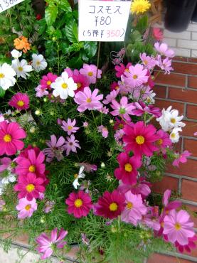 お買い得情報｜「ポピー」　（京都府八幡市の花キューピット加盟店 花屋）のブログ