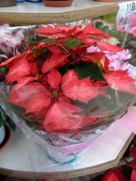 ポインセチアが色々入荷｜「ポピー」　（京都府八幡市の花キューピット加盟店 花屋）のブログ