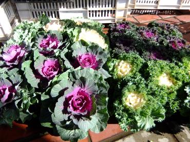 葉ボタンコレクション｜「ポピー」　（京都府八幡市の花キューピット加盟店 花屋）のブログ