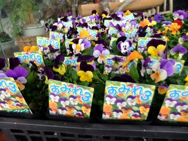 今日の苗物とカレンダーの話｜「ポピー」　（京都府八幡市の花キューピット加盟店 花屋）のブログ