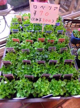 今からの時期の苗物｜「ポピー」　（京都府八幡市の花キューピット加盟店 花屋）のブログ
