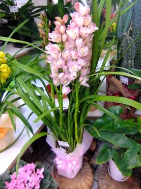 なが～～いシンビジュ～～ム｜「ポピー」　（京都府八幡市の花キューピット加盟店 花屋）のブログ