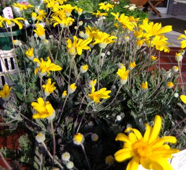 来年も咲く花鉢苗｜「ポピー」　（京都府八幡市の花キューピット加盟店 花屋）のブログ