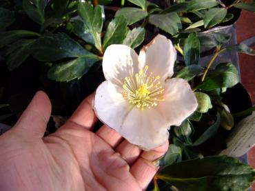 お買い得クリスマスローズ｜「ポピー」　（京都府八幡市の花キューピット加盟店 花屋）のブログ