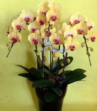 黄色系の胡蝶蘭｜「ポピー」　（京都府八幡市の花キューピット加盟店 花屋）のブログ