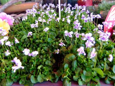 蔓すみれ｜「ポピー」　（京都府八幡市の花キューピット加盟店 花屋）のブログ