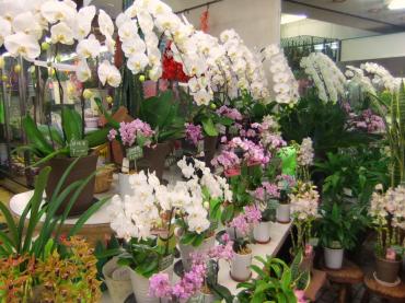 蘭がいろいろ入荷｜「ポピー」　（京都府八幡市の花キューピット加盟店 花屋）のブログ