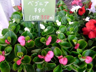 夏に向けての苗｜「ポピー」　（京都府八幡市の花キューピット加盟店 花屋）のブログ