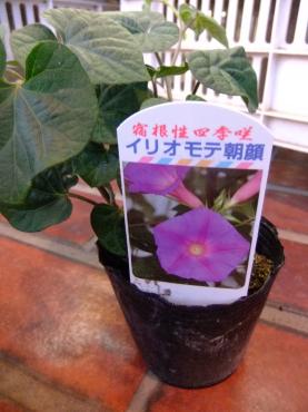 エコカーテンで節電しよう！｜「ポピー」　（京都府八幡市の花キューピット加盟店 花屋）のブログ