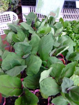 この時期には野菜苗｜「ポピー」　（京都府八幡市の花キューピット加盟店 花屋）のブログ