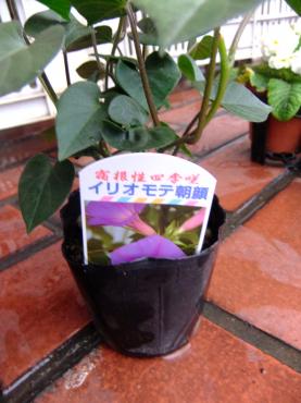 琉球朝顔の話｜「ポピー」　（京都府八幡市の花キューピット加盟店 花屋）のブログ