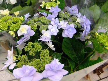 お勧めの花鉢｜「ポピー」　（京都府八幡市の花キューピット加盟店 花屋）のブログ