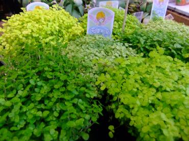 ベビーティアーズ｜「ポピー」　（京都府八幡市の花キューピット加盟店 花屋）のブログ