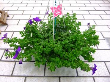 １カ月待たず復活！｜「ポピー」　（京都府八幡市の花キューピット加盟店 花屋）のブログ