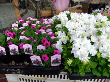 苗物いろいろ｜「ポピー」　（京都府八幡市の花キューピット加盟店 花屋）のブログ