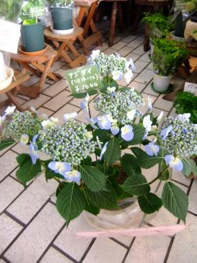 アジサイと野菜の苗｜「ポピー」　（京都府八幡市の花キューピット加盟店 花屋）のブログ