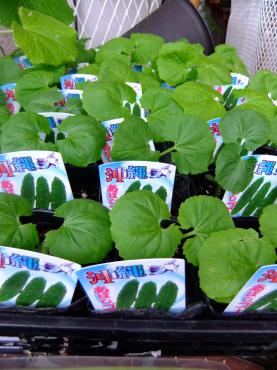 ゴーヤ入荷｜「ポピー」　（京都府八幡市の花キューピット加盟店 花屋）のブログ