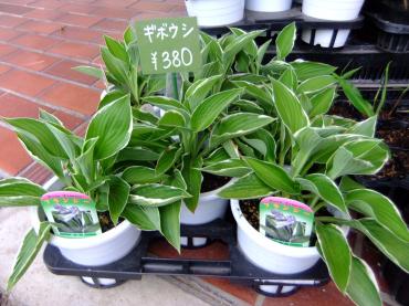 ギボウシ｜「ポピー」　（京都府八幡市の花キューピット加盟店 花屋）のブログ