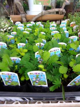 おじぎ草｜「ポピー」　（京都府八幡市の花キューピット加盟店 花屋）のブログ