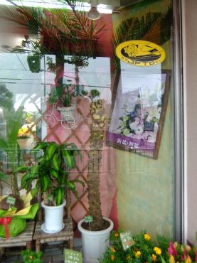 オススメ観葉植物　・・・腰が・・・｜「ポピー」　（京都府八幡市の花キューピット加盟店 花屋）のブログ