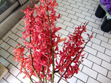 蘭の切り花｜「ポピー」　（京都府八幡市の花キューピット加盟店 花屋）のブログ