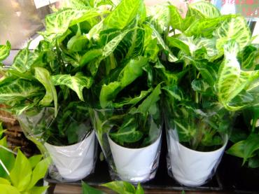 ミニ観葉植物｜「ポピー」　（京都府八幡市の花キューピット加盟店 花屋）のブログ