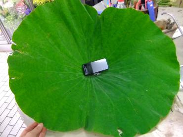 明日からお盆用そろえて売り出し｜「ポピー」　（京都府八幡市の花キューピット加盟店 花屋）のブログ