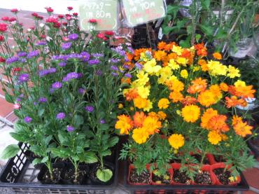 秋らしい苗物｜「ポピー」　（京都府八幡市の花キューピット加盟店 花屋）のブログ