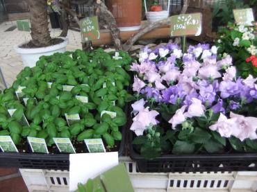 ききょうの半八重咲き｜「ポピー」　（京都府八幡市の花キューピット加盟店 花屋）のブログ