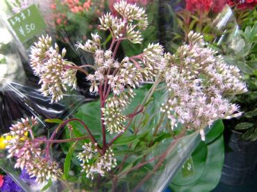 秋っぽい切り花｜「ポピー」　（京都府八幡市の花キューピット加盟店 花屋）のブログ