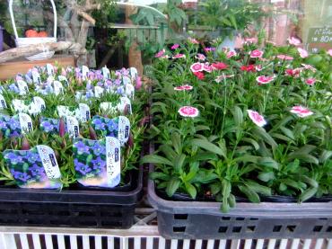 秋らしい花鉢｜「ポピー」　（京都府八幡市の花キューピット加盟店 花屋）のブログ