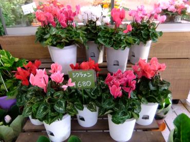 こんなに暑くて大丈夫だろうか｜「ポピー」　（京都府八幡市の花キューピット加盟店 花屋）のブログ