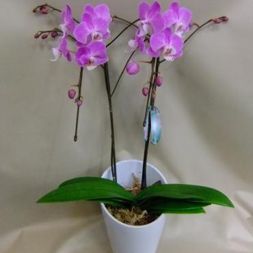 デジカメ水没｜「ポピー」　（京都府八幡市の花キューピット加盟店 花屋）のブログ