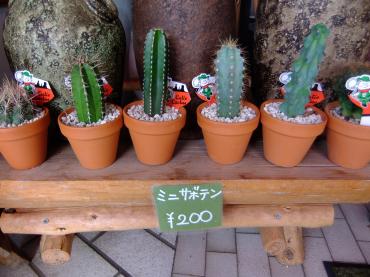 苗物情報｜「ポピー」　（京都府八幡市の花キューピット加盟店 花屋）のブログ