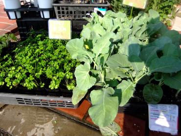 昨日入荷の苗物｜「ポピー」　（京都府八幡市の花キューピット加盟店 花屋）のブログ