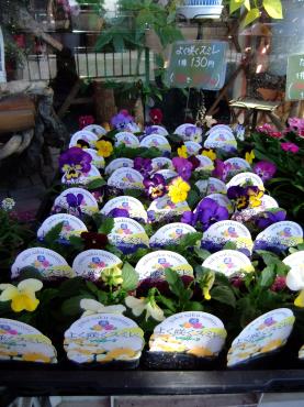 春の花苗が入荷｜「ポピー」　（京都府八幡市の花キューピット加盟店 花屋）のブログ