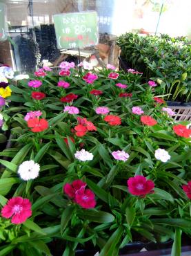 今日の苗物は秋の花がたくさん｜「ポピー」　（京都府八幡市の花キューピット加盟店 花屋）のブログ