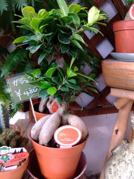 セクシー｜「ポピー」　（京都府八幡市の花キューピット加盟店 花屋）のブログ