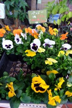 大輪系のパンジー｜「ポピー」　（京都府八幡市の花キューピット加盟店 花屋）のブログ