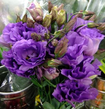 オススメしたい切り花｜「ポピー」　（京都府八幡市の花キューピット加盟店 花屋）のブログ